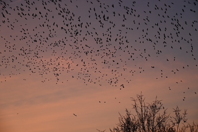 Zen.nl, Zen, meditatie, leren mediteren, foto